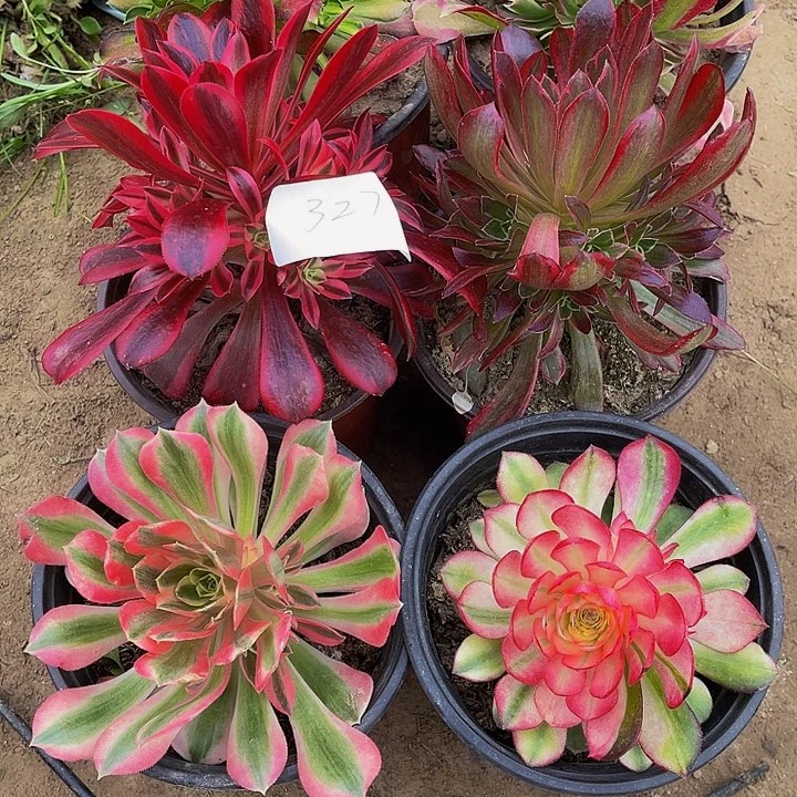 晨*儿法师斤多肉组合327