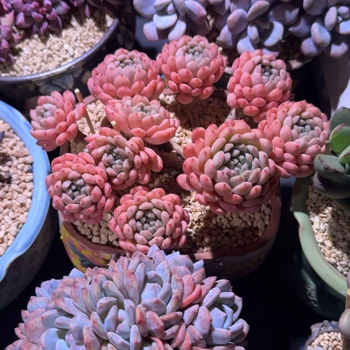 百达翡翠 群生 一物一拍