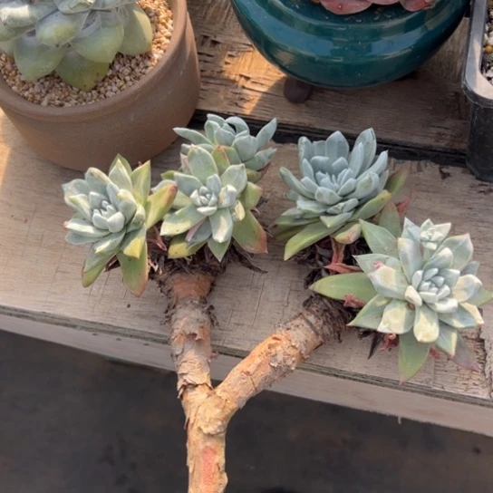 ****6谢谢宝～一物一拍2769