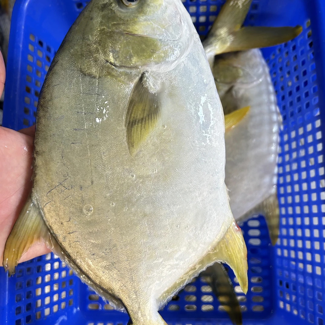 金昌 金鲳鱼 海鲜 广东阳江发货