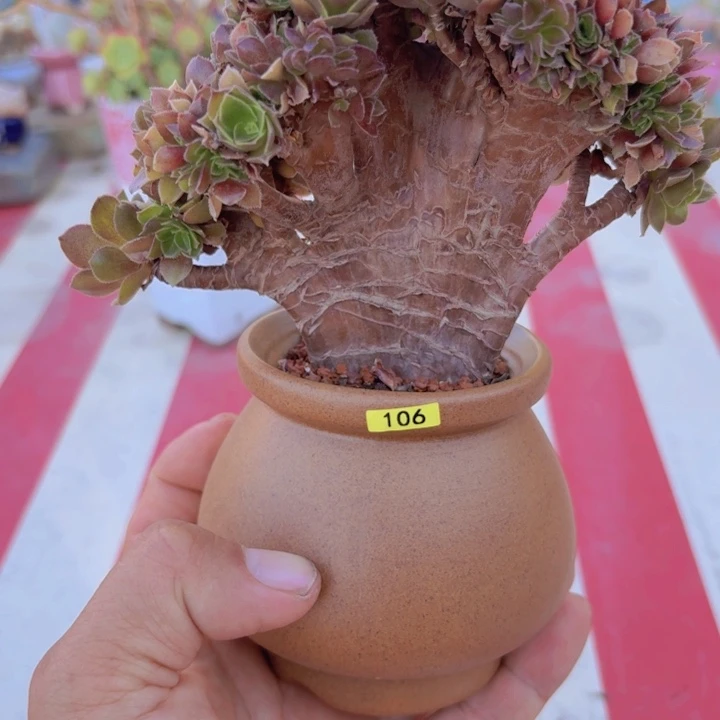 z***°一物一拍编号106