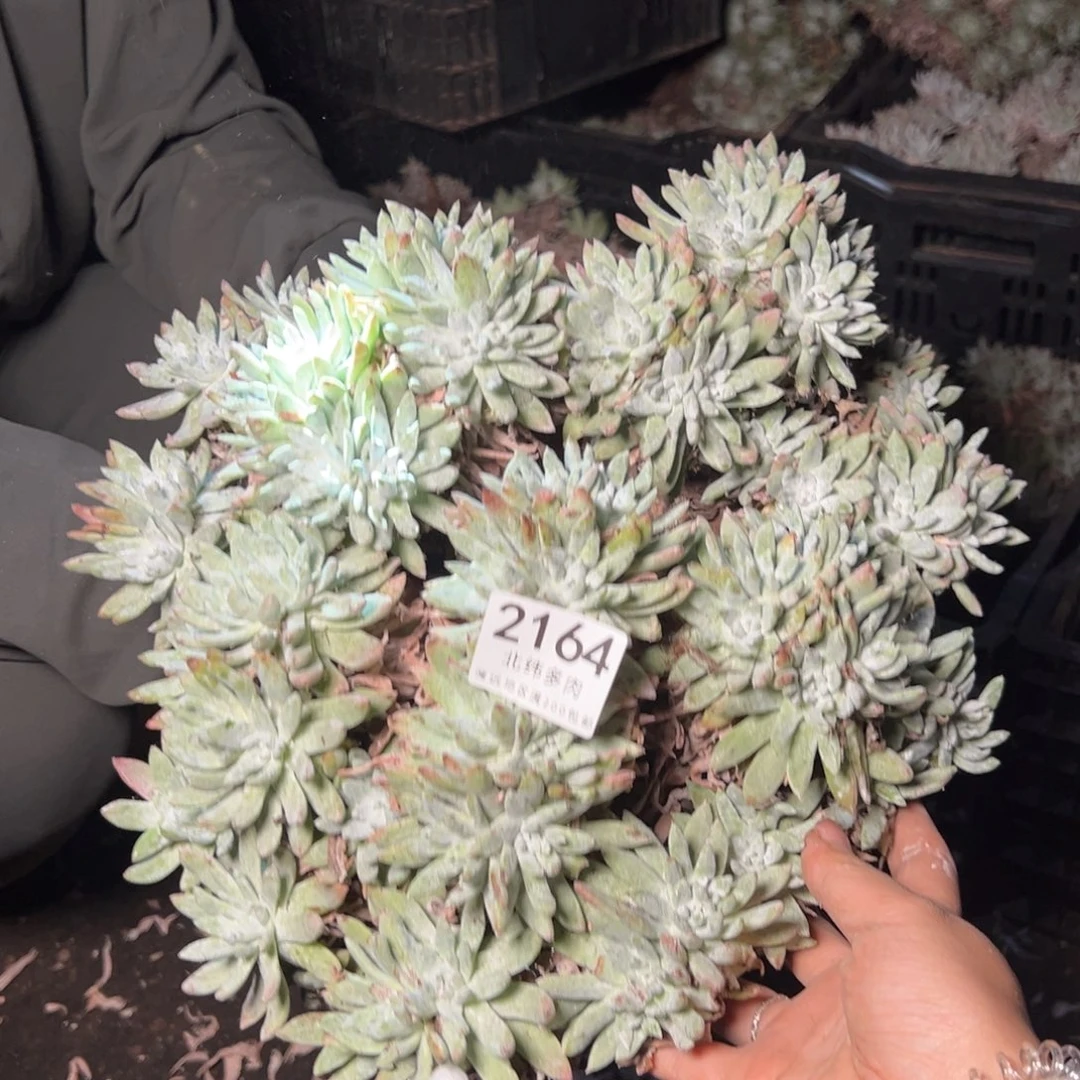 鲁**宝2164瑕疵哈哈哈哈哈哈哈