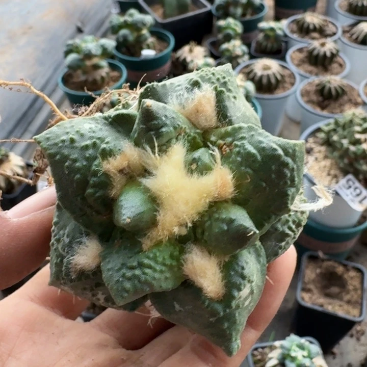 无花朵徳*天221大尤牛舌怒