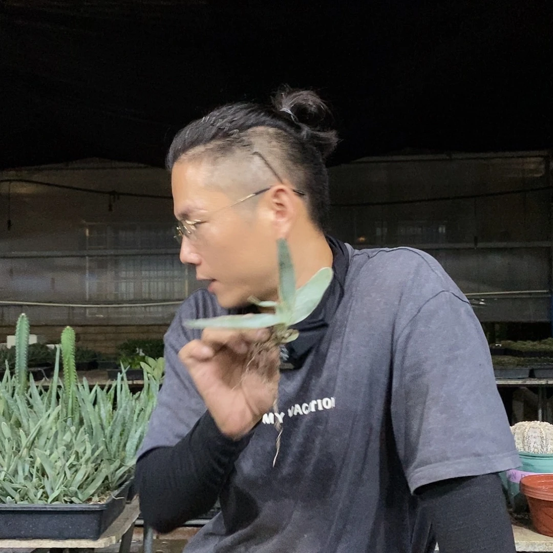 银芳芦荟小苗量拍