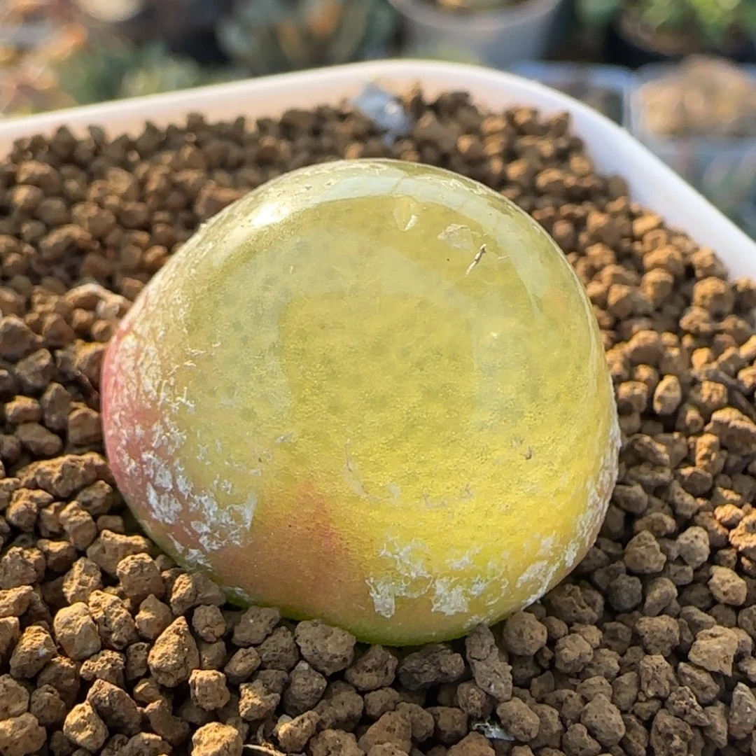 2.5厘米灯泡多肉植物百科