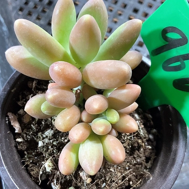 多肉植物金蟾966