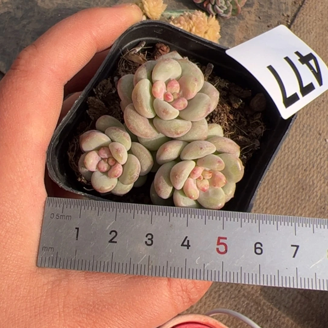 喵**喵477 多肉植物组合盆栽