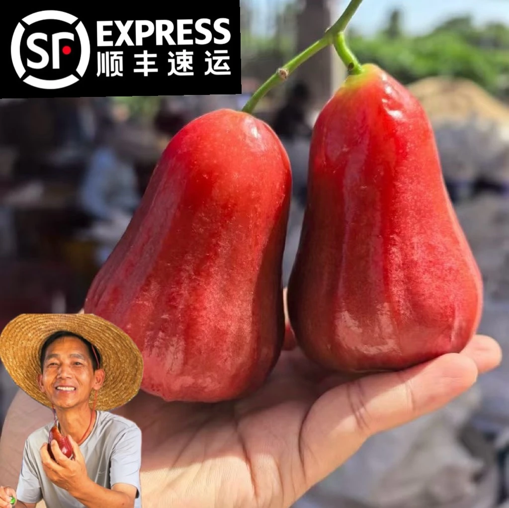 【萝卜大叔的水果店】海南黑金刚莲雾 清甜多汁新鲜当季水果 顺丰