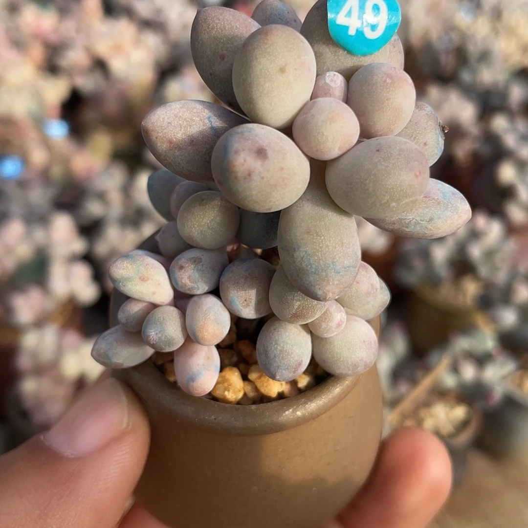 奶尖 脱土发货 4口盆