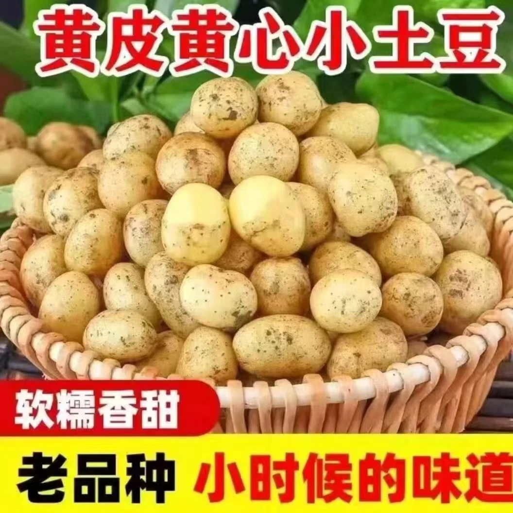2025新鲜现拔现发黄皮黄心土豆洋芋