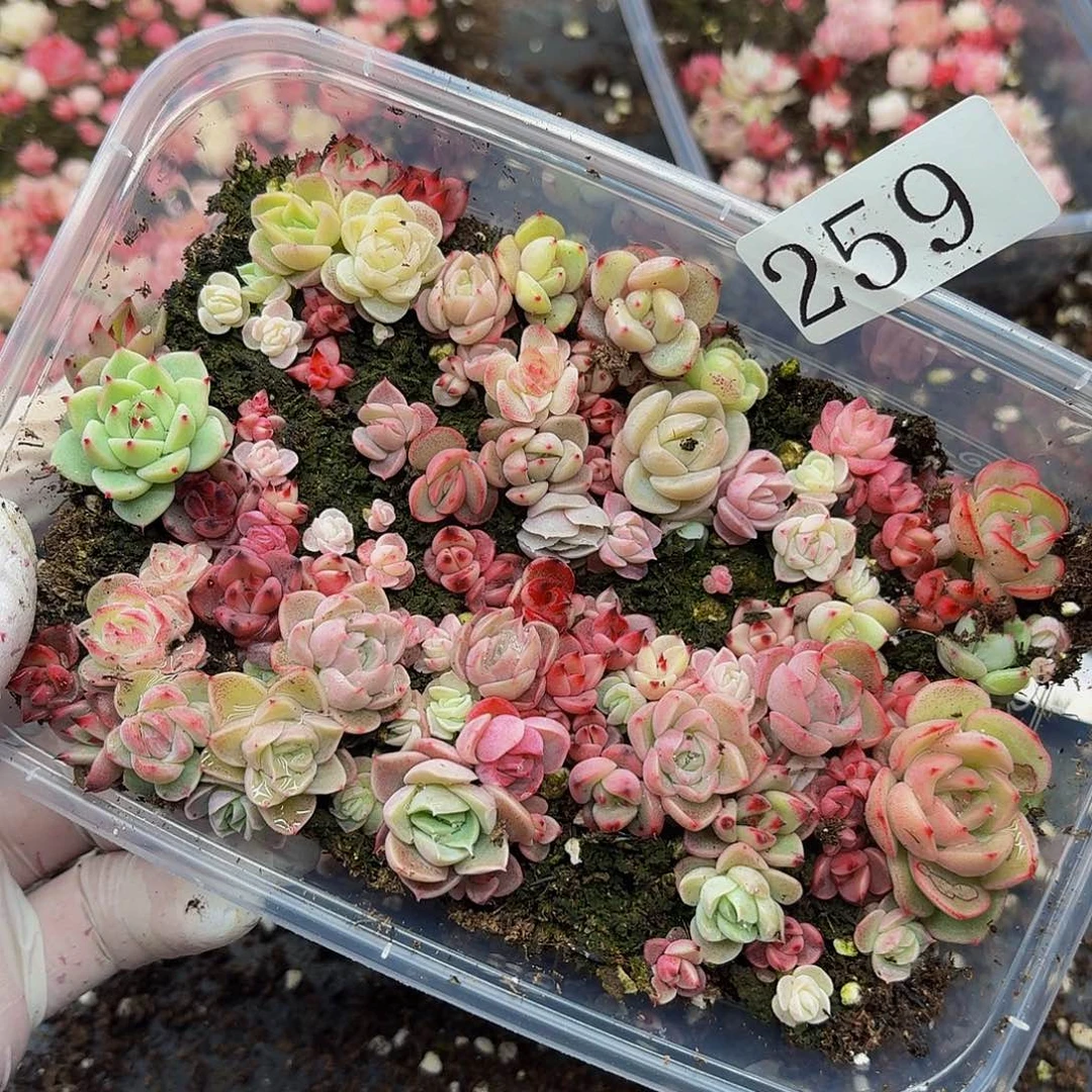 多肉植物多肉植物259