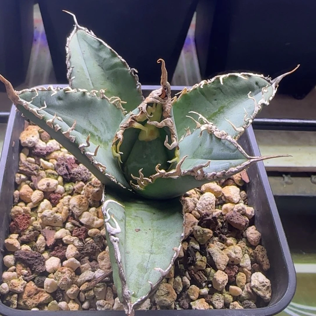 哥斯拉仁王冠龙舌兰