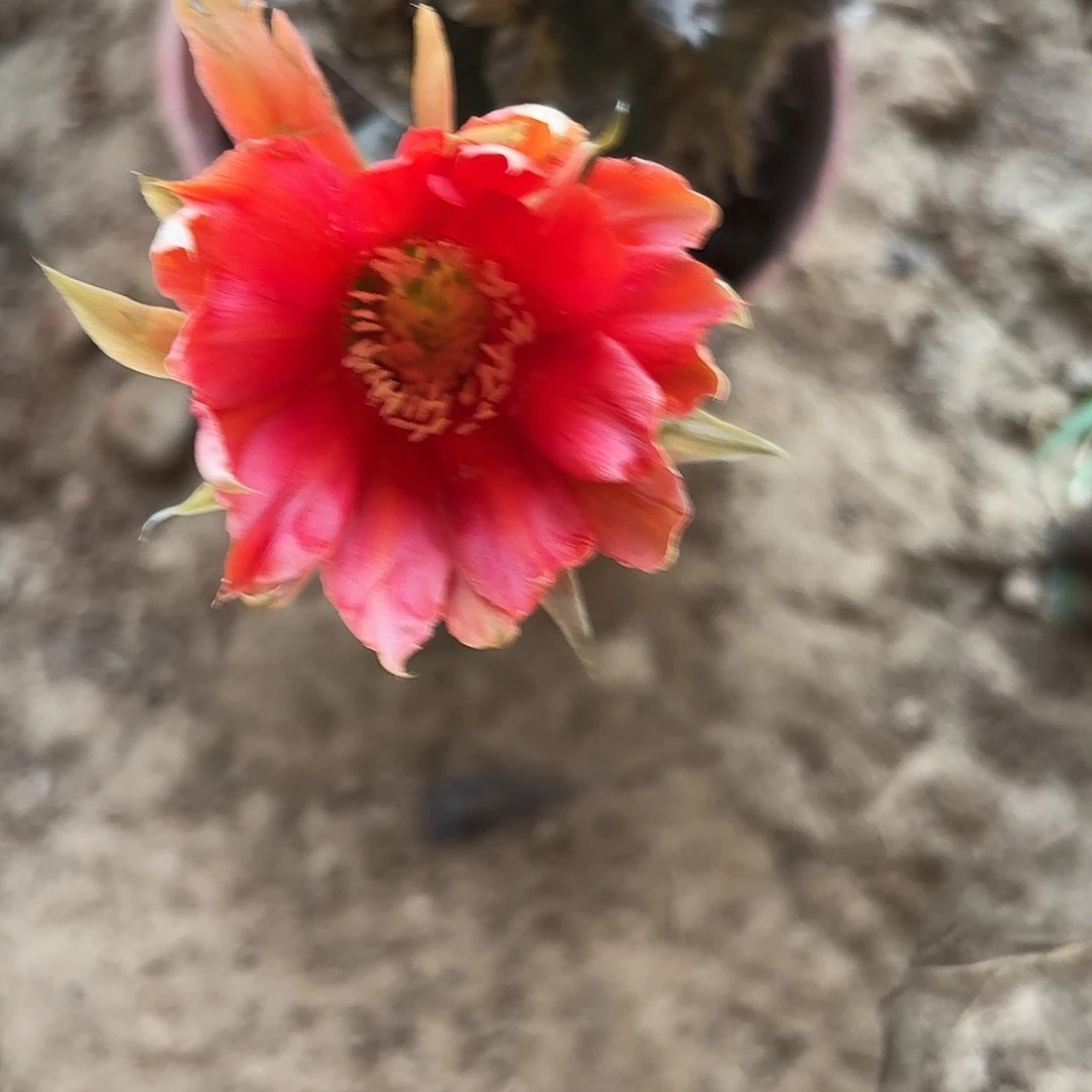 846 带根实生仙人球瑕疵