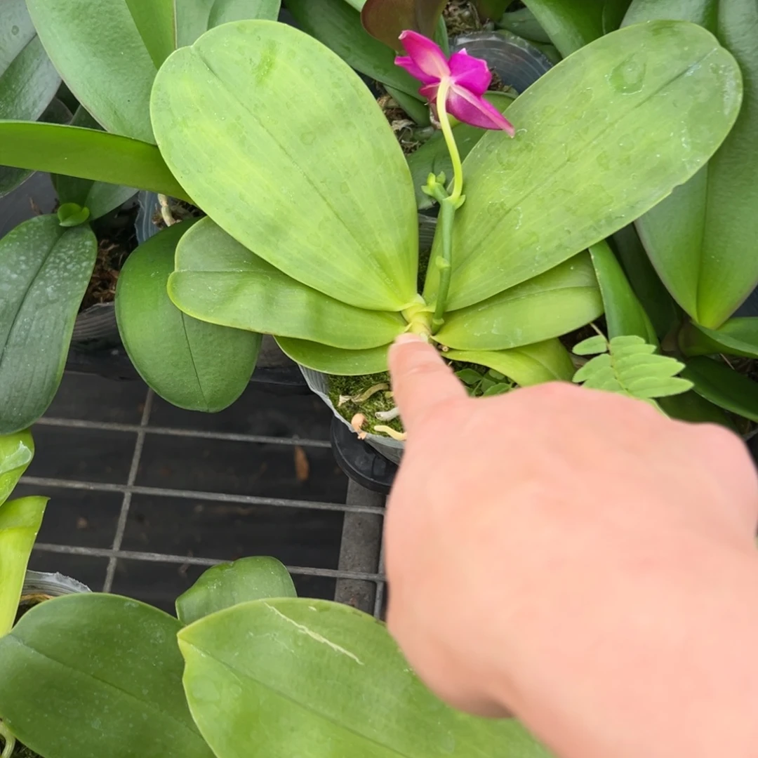 h***楊当前无花朵，栽培后可花朵0781原生开花