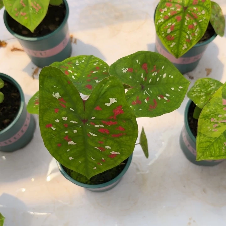 D***6泰国彩叶芋99-0706