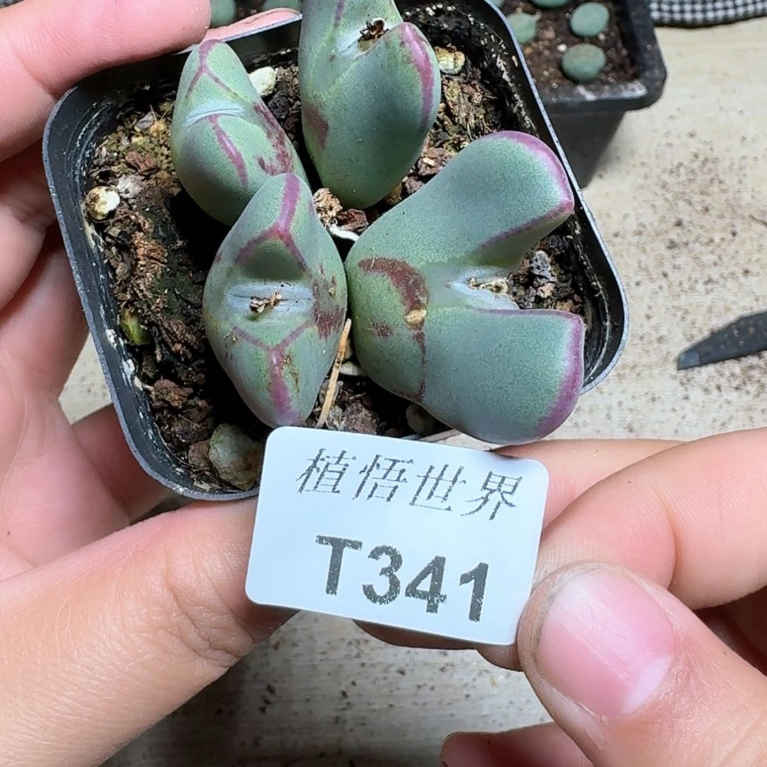 341盒多肉植物精油f v