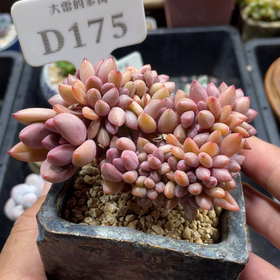 175桃花源不带盆9厘米