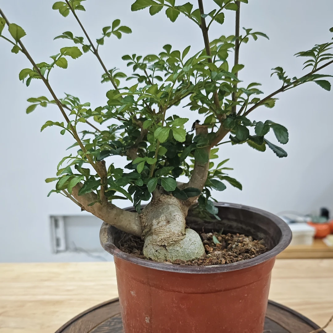 一物一拍白蜡坨坨老桩素材