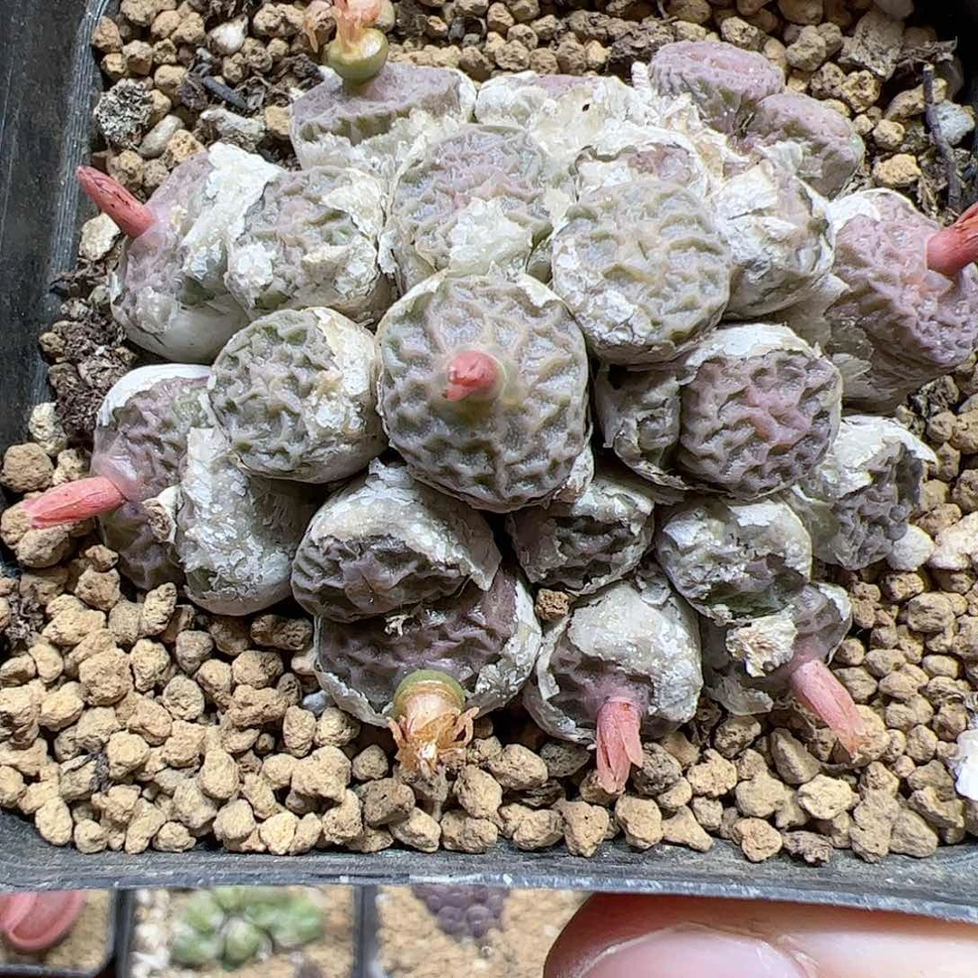 【闪购商品】189 超烧pvb9479
