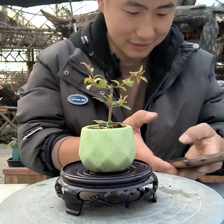 柳****浴小盆景小植物一物一拍260