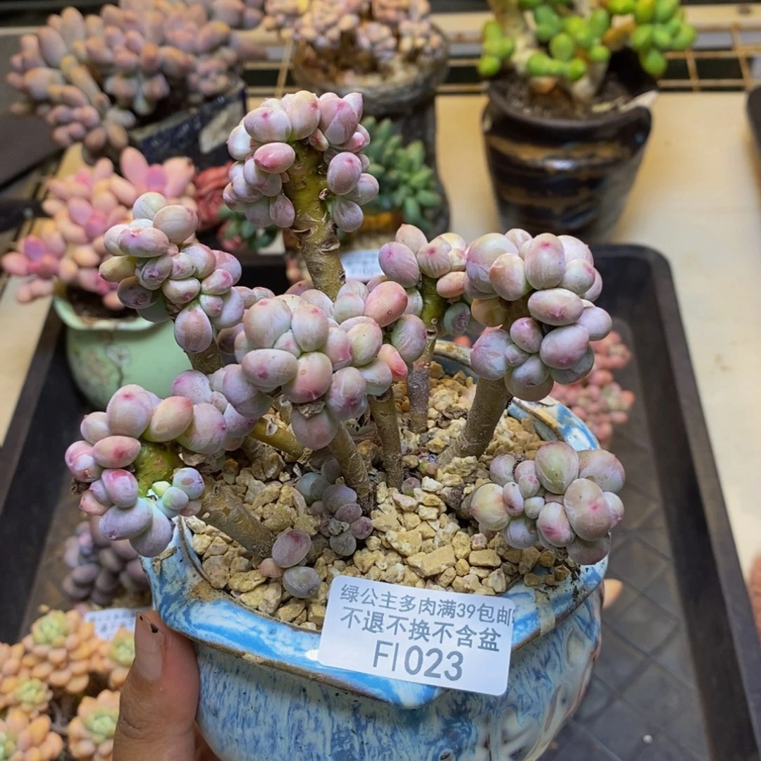 023苹果奶四代多肉12cm