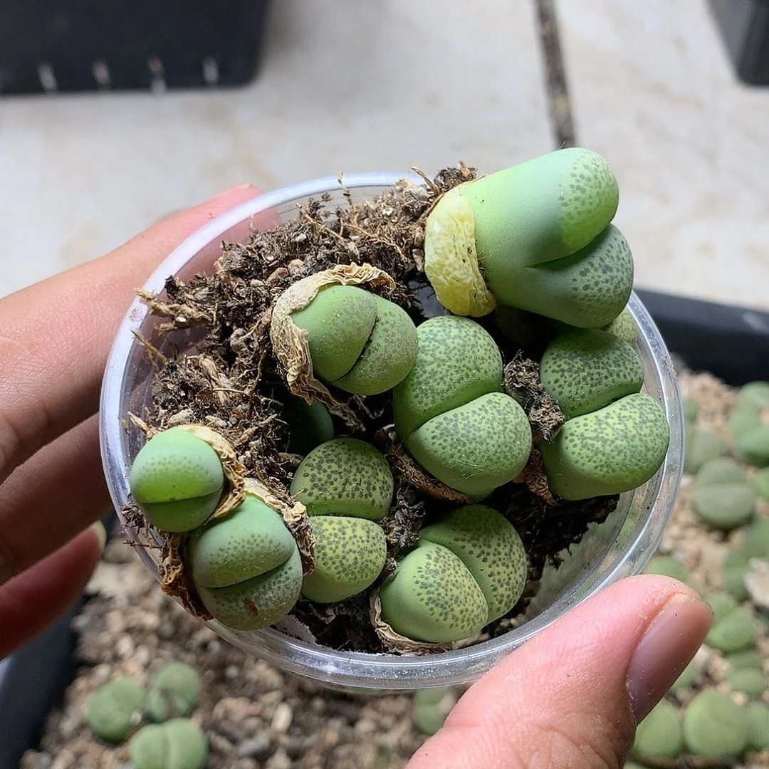/*E368多肉植物保护