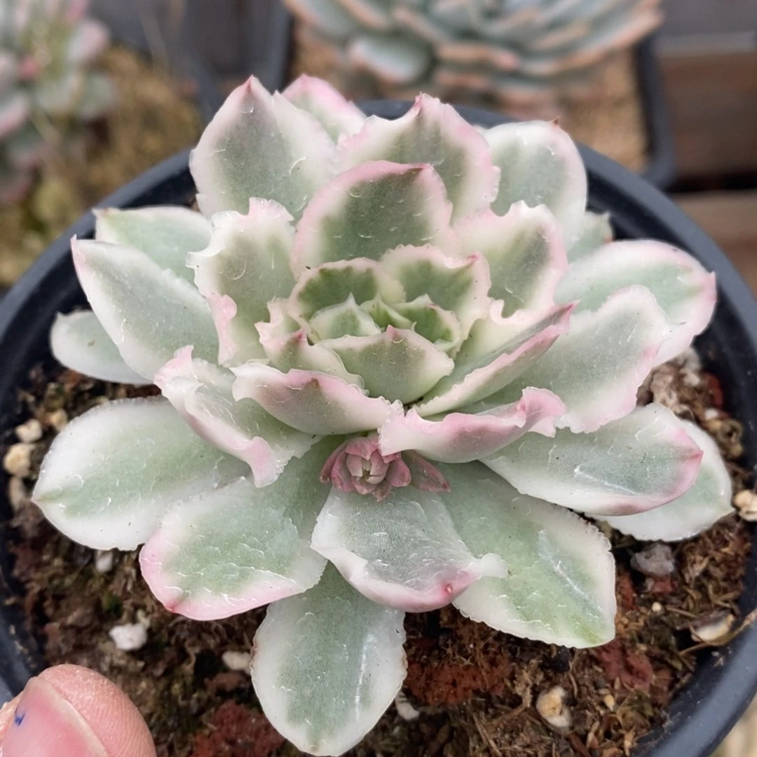 紫蝴蝶锦多肉植物