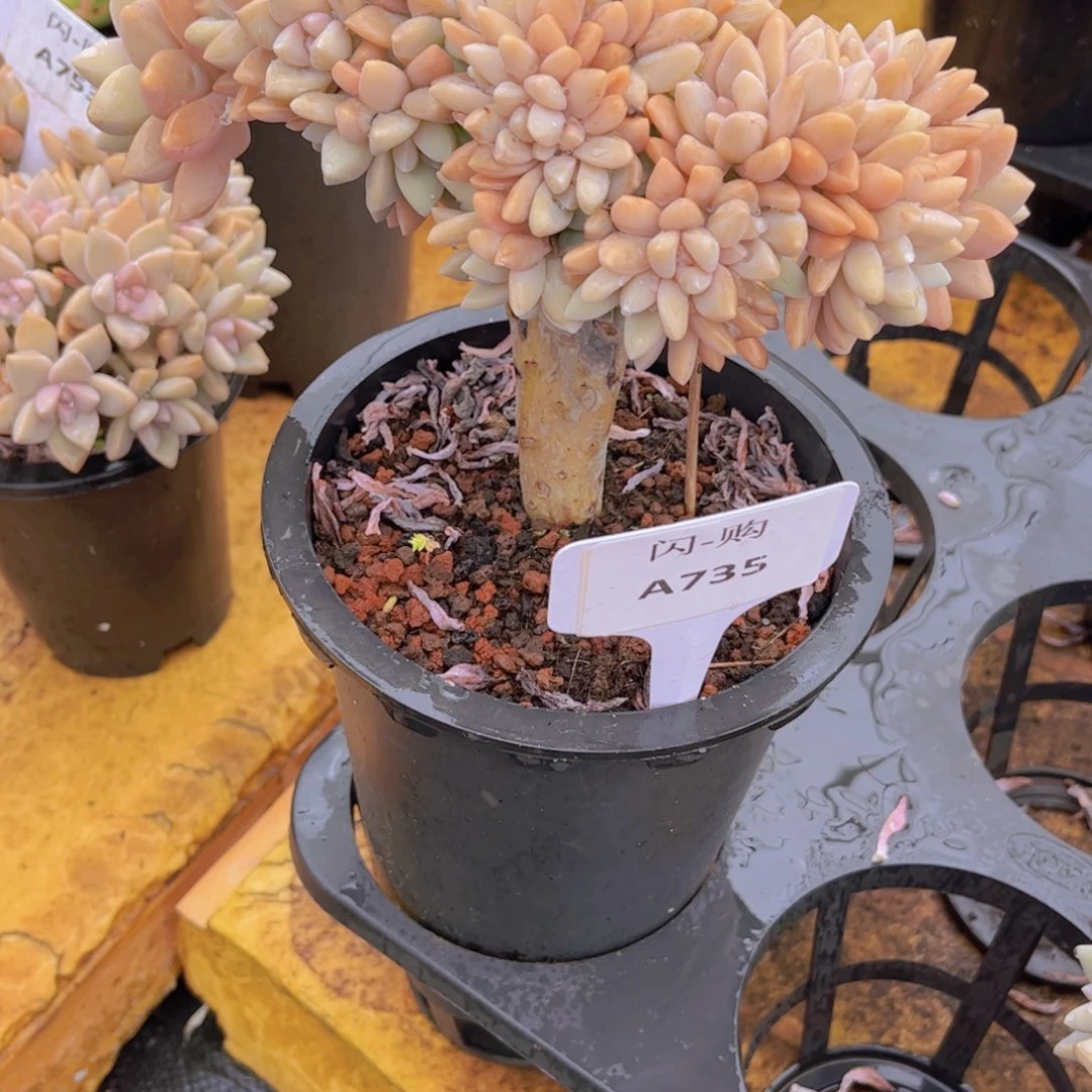 空***菜淡雪缀一颗Ａ735一物一拍