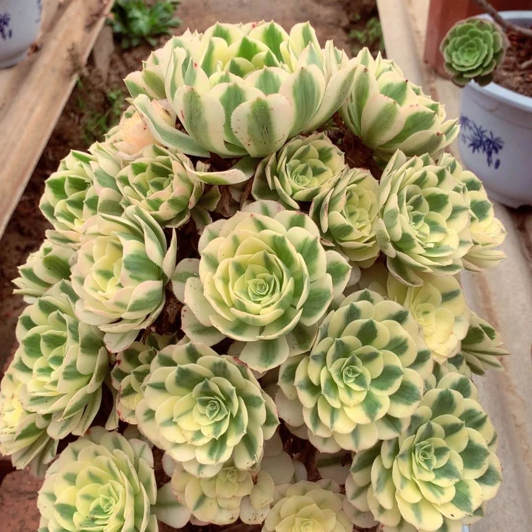 迈巴赫，多肉植物的