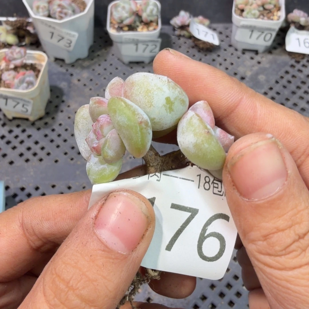 176 号到手一筐江北多肉