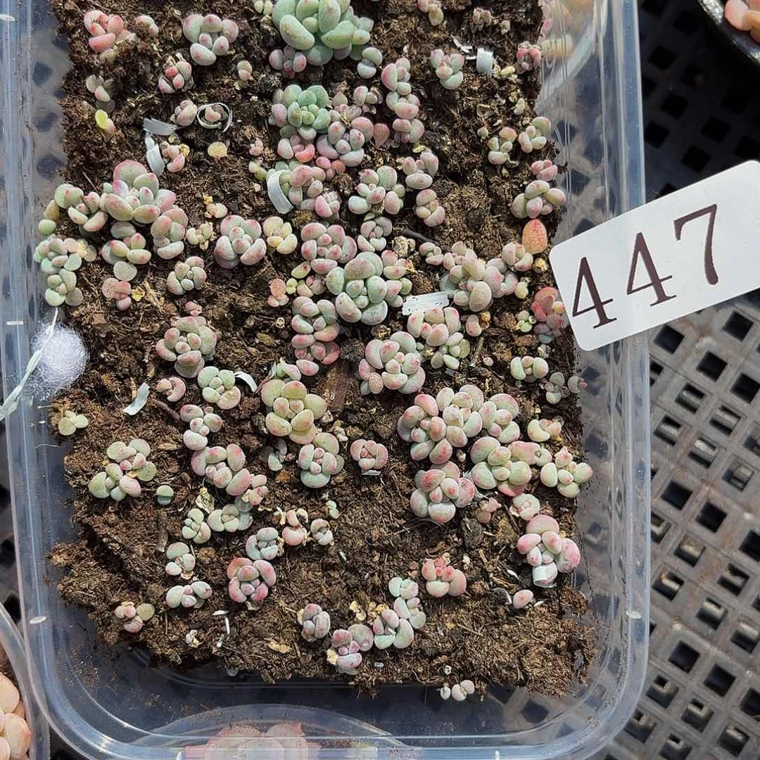 多肉植物多肉植物447