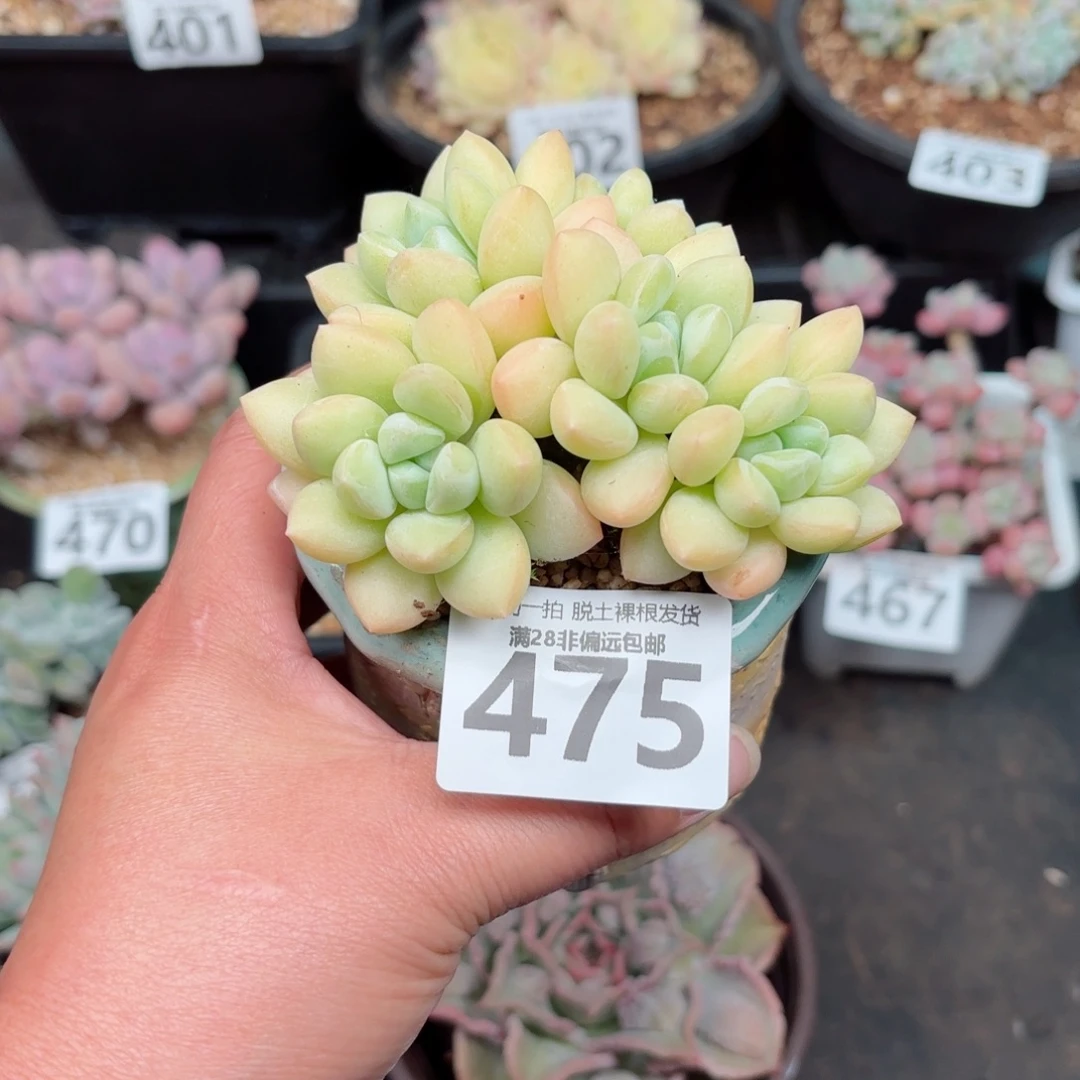 泡泡糖整群无盆土发货