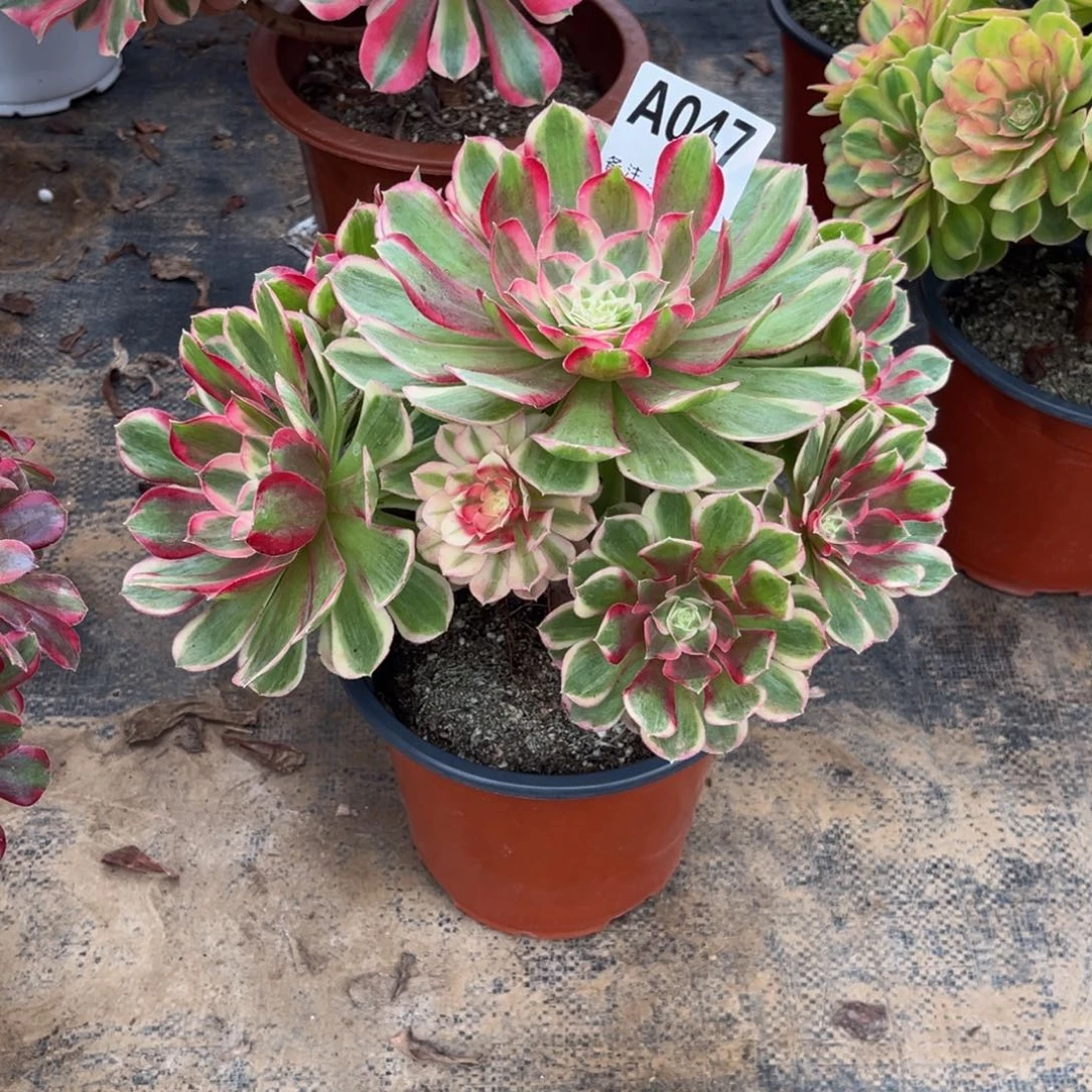 多肉植物孔雀翎047多肉