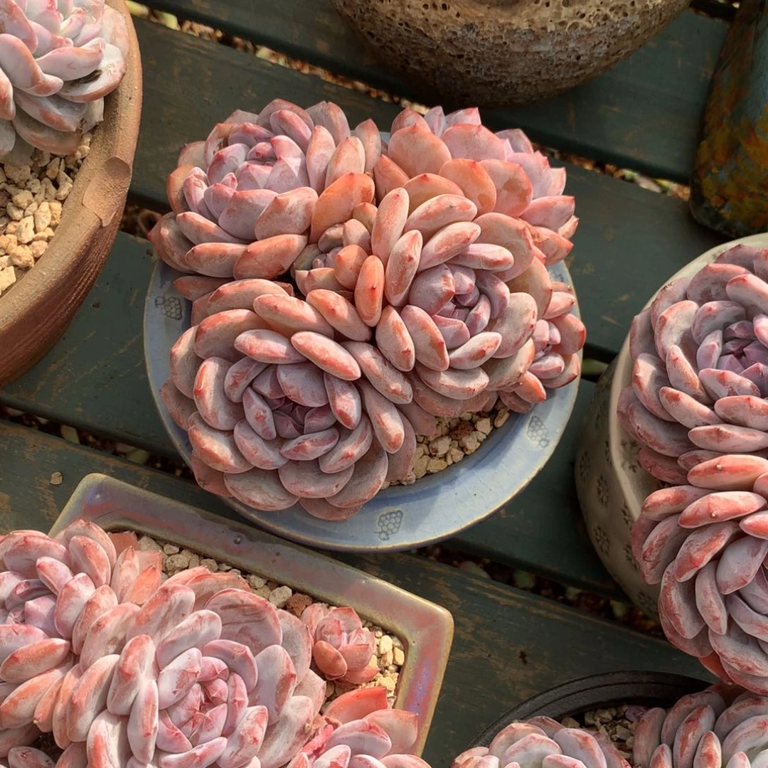 石榴籽小脸花花花花