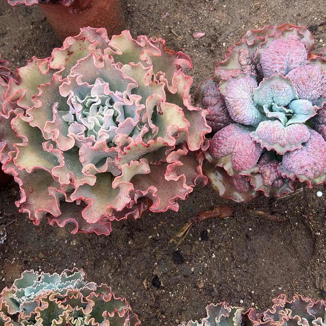 多肉植物两颗包菜