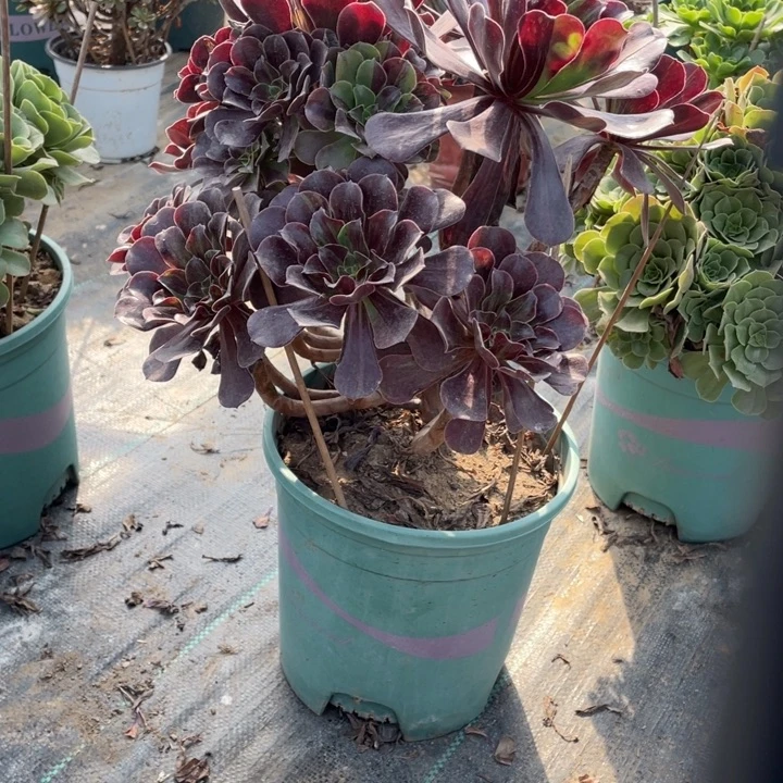 53欧多肉植物多肉