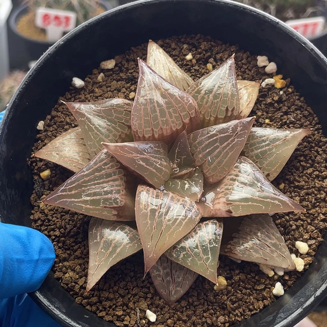 实生粉窗硬叶阿寒湖硬叶十二卷