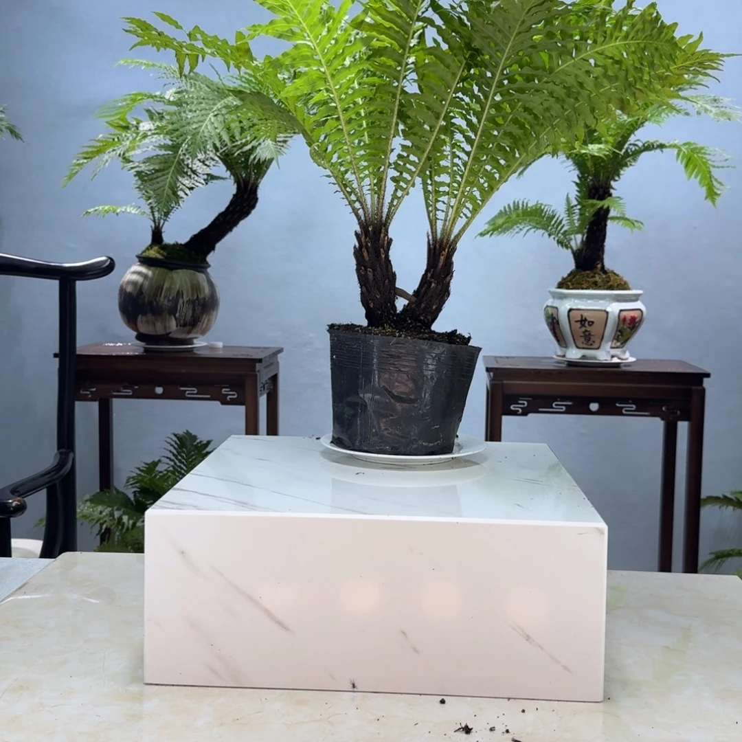 用***4不开花植物小双头富贵蕨