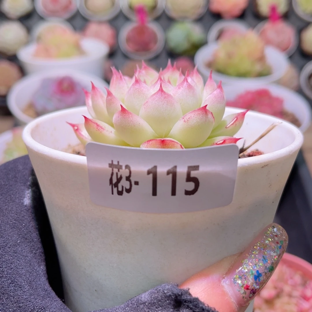 花利美3-115麦秆单头