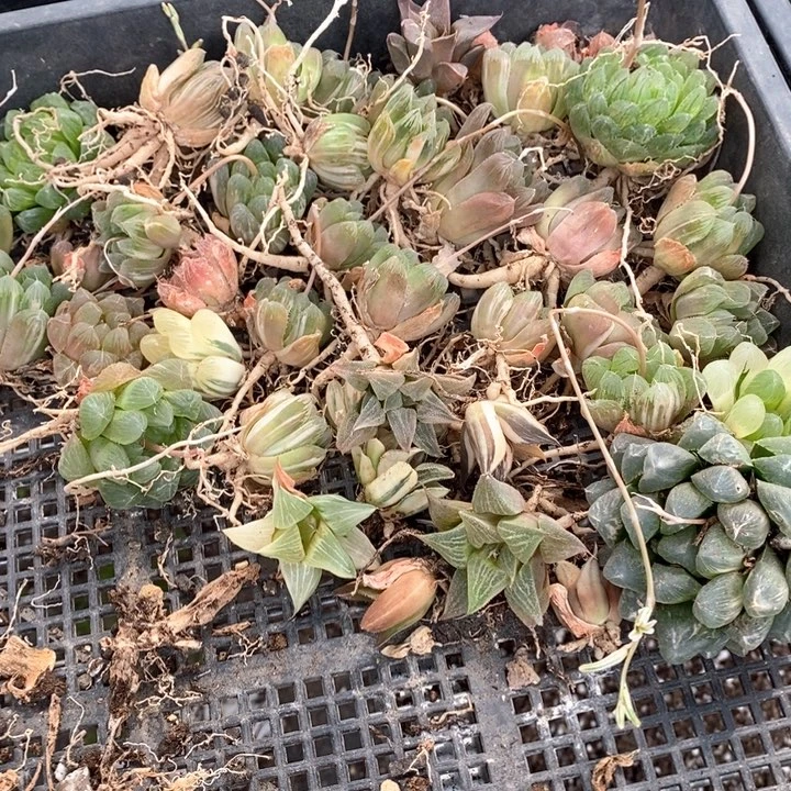 唯*2142 一组福利