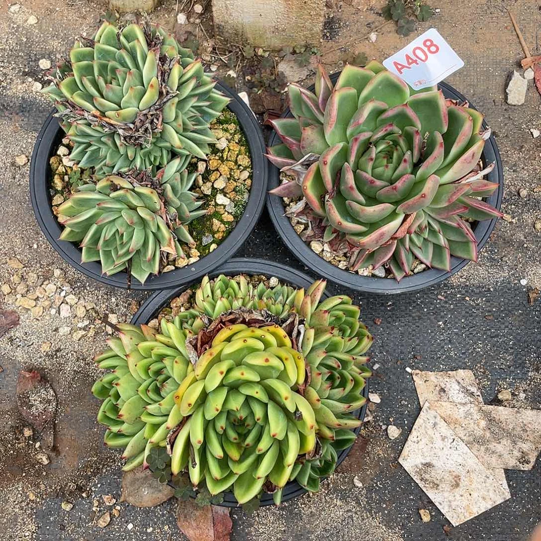 若如东云组拍A408