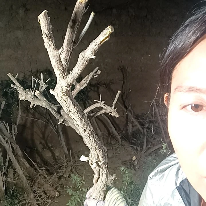 如***户完全开放 枸杞树一颗