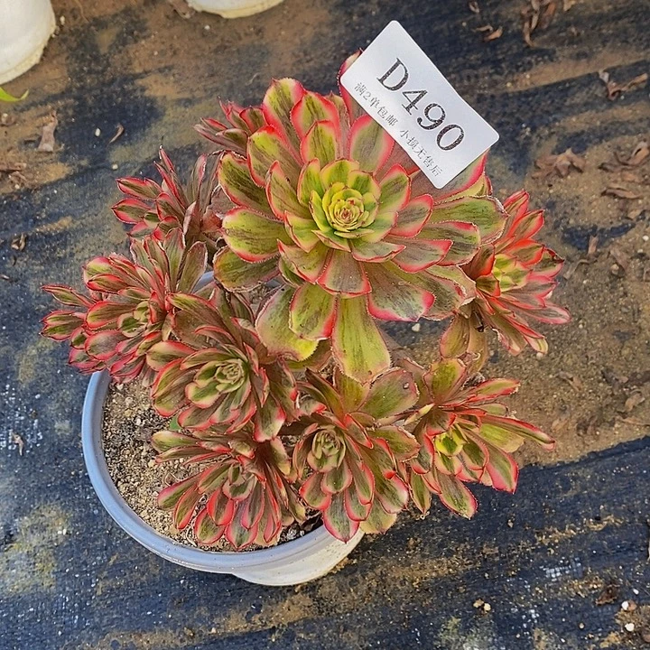 490白月光多肉法师锦