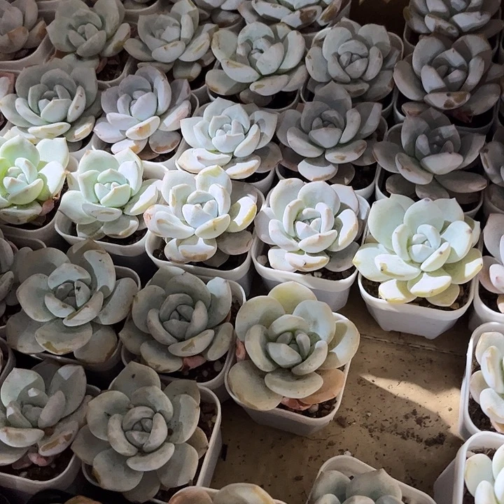 白茶带盆土发货货