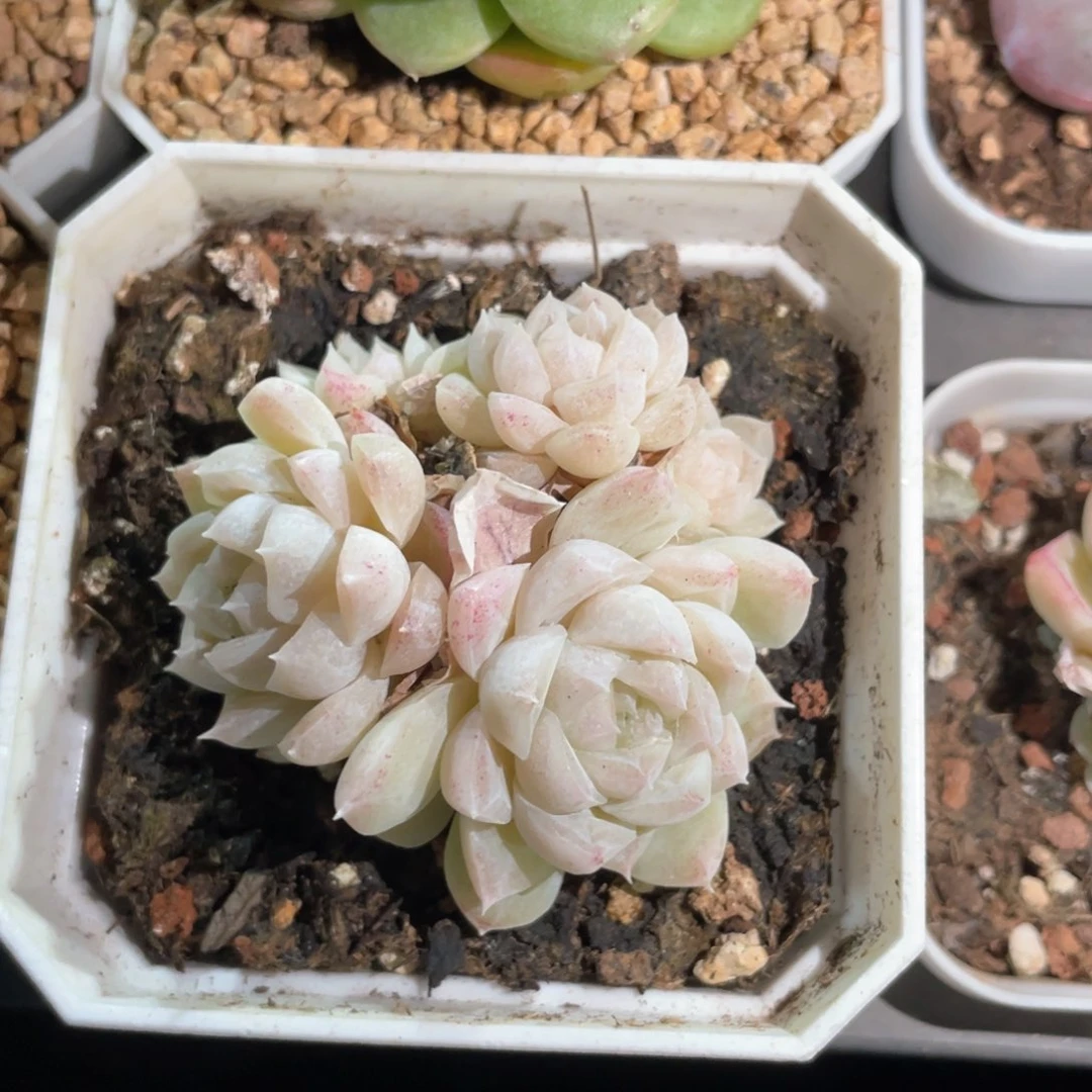 优选白桃汽水1343