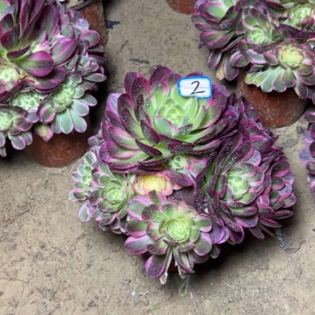 【闪购商品】多肉植物玉姿2