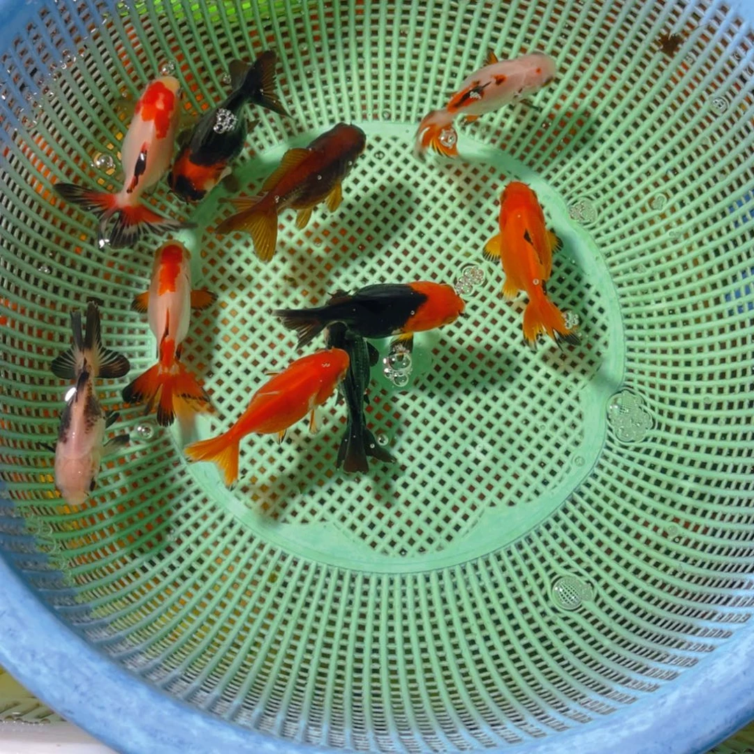 海水鱼花泰狮金鱼29