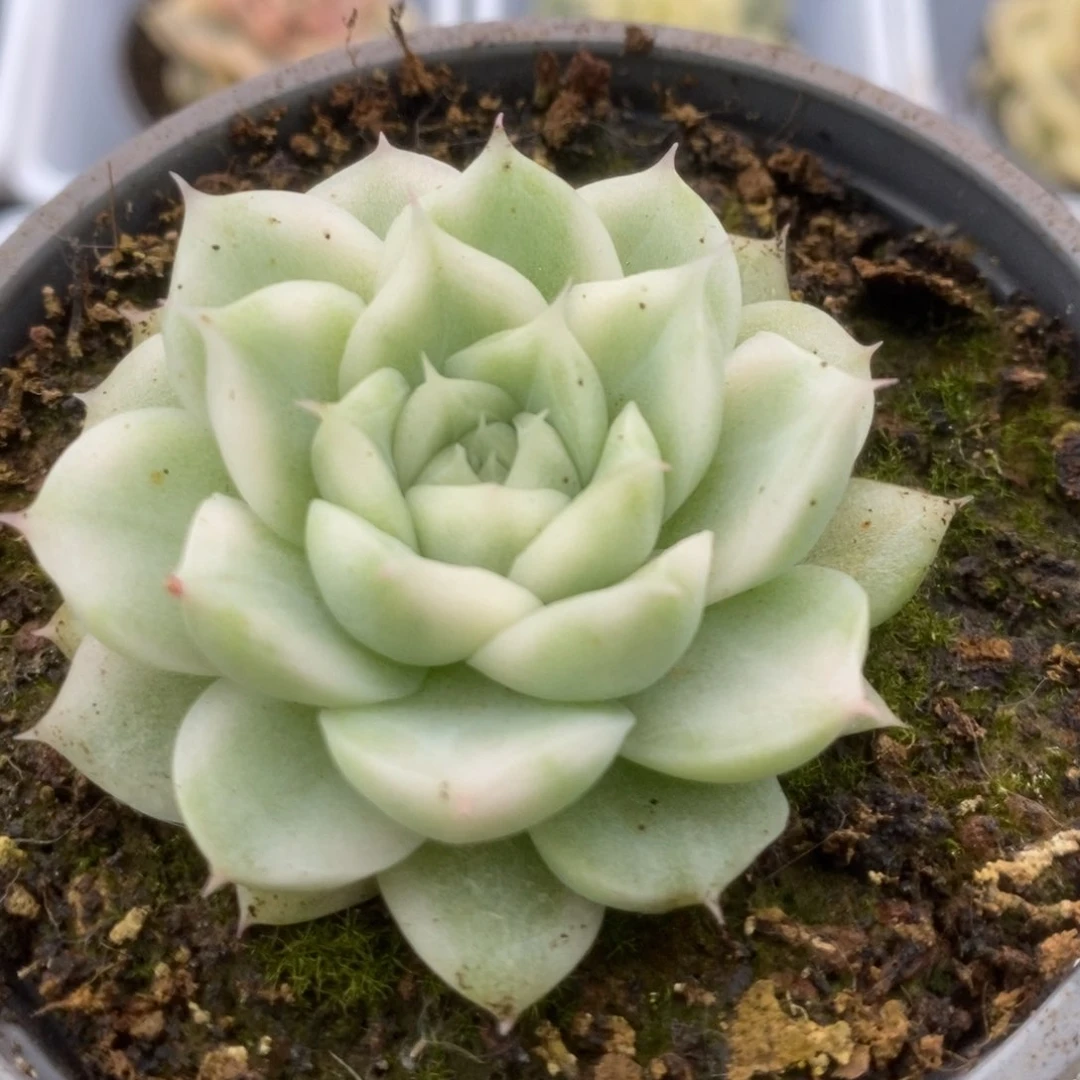 700白瓷麦杆锦锦锦锦锦锦