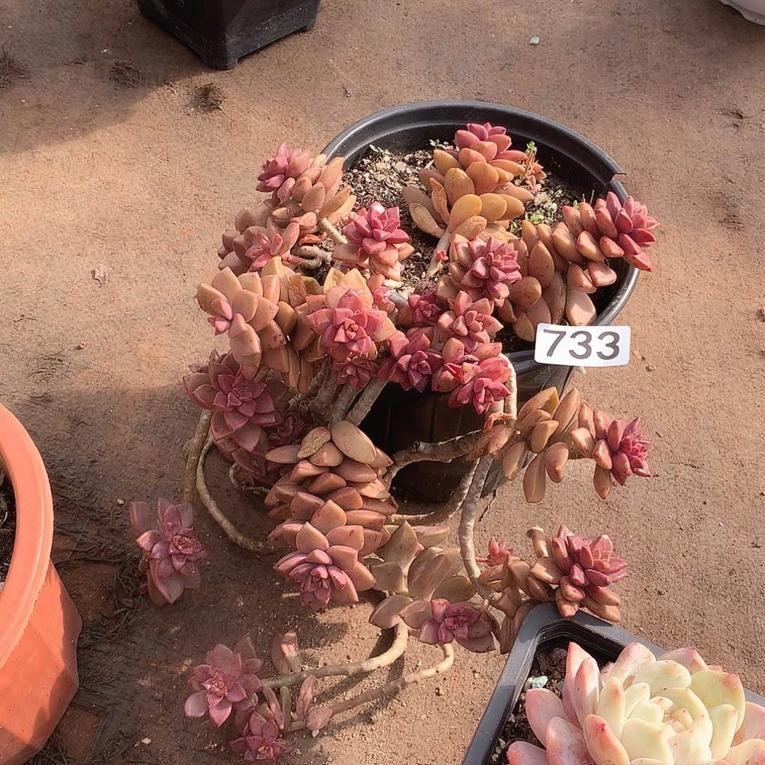 733姬胧月 一物一拍多肉