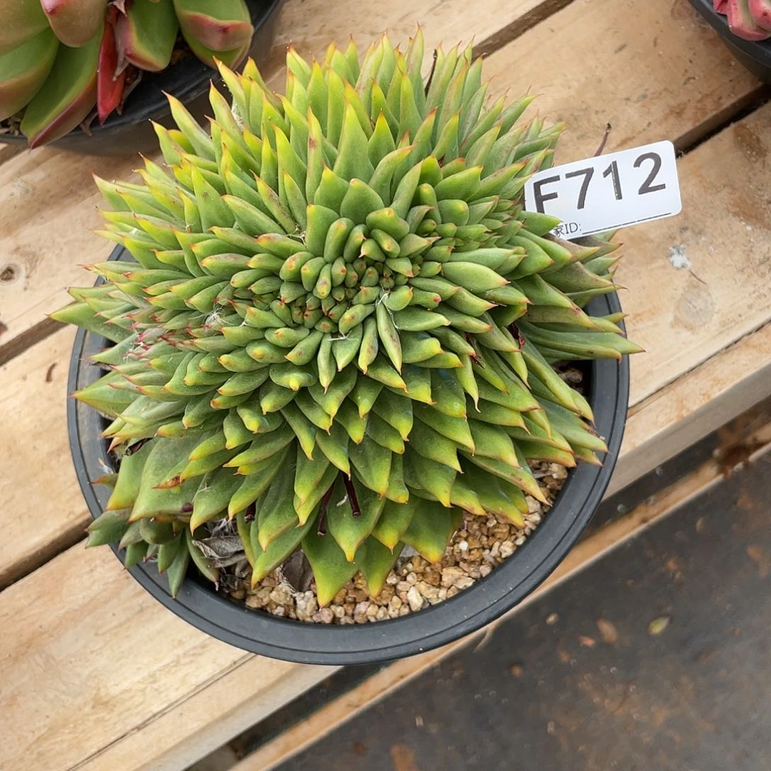 若如东云单拍F712